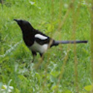 Meet your Posher, Magpie